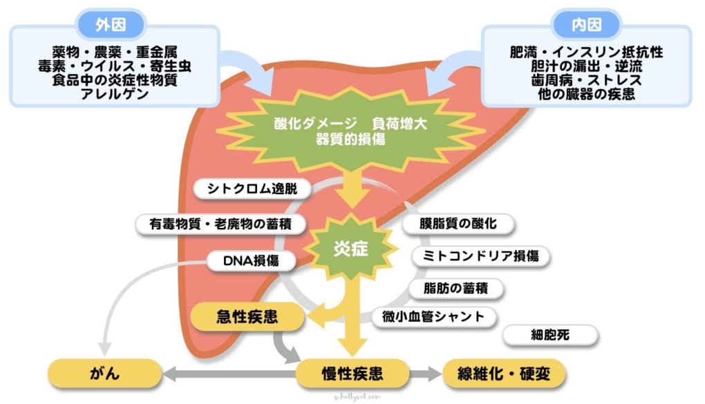 肝臓の健康を守るハーブとサプリメント | Wholly Vet