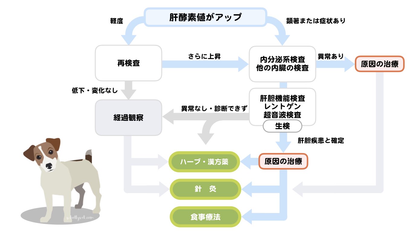 肝臓と胆嚢の疾患 Wholly Vet