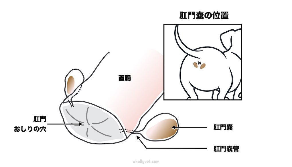 肛門嚢の正しいケア Wholly Vet